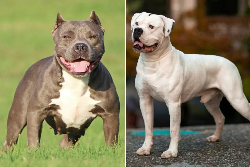 Amerikanischer Tyrann gegen amerikanische Bulldogge