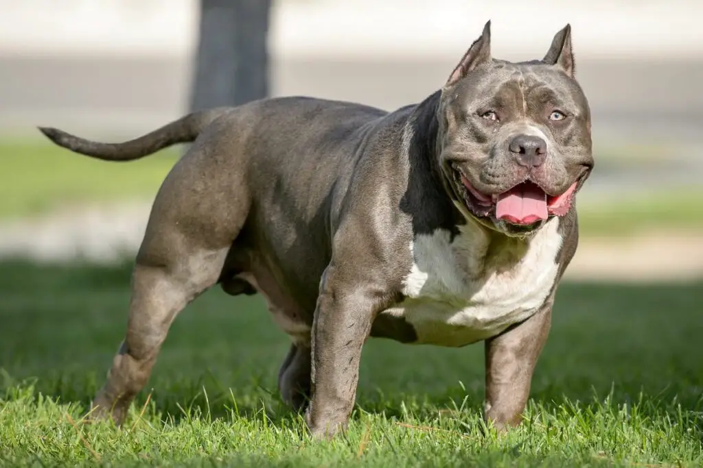 Bulldogge, amerikanischer Tyrann