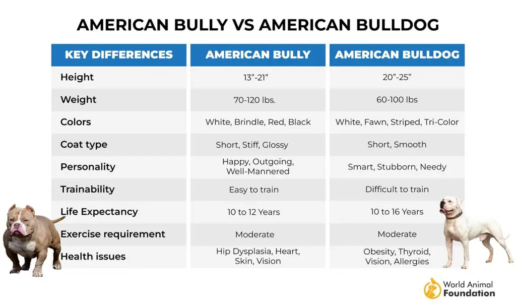 Amerikanische Bulldogge gegen amerikanischen Tyrann