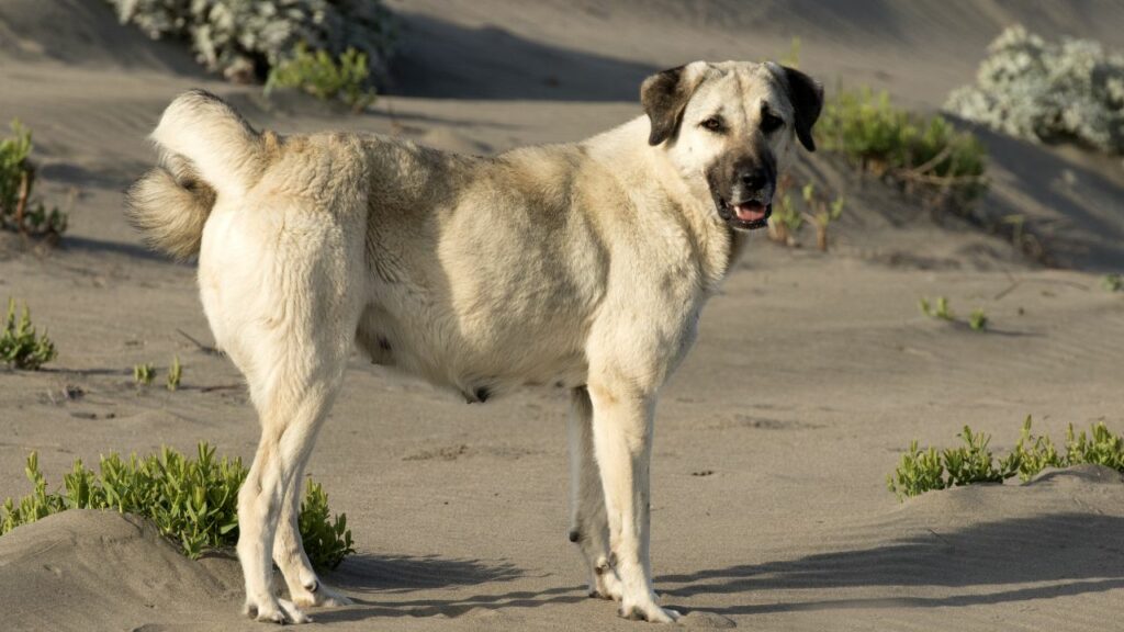 Günstige Schutzhunde zu verkaufen
