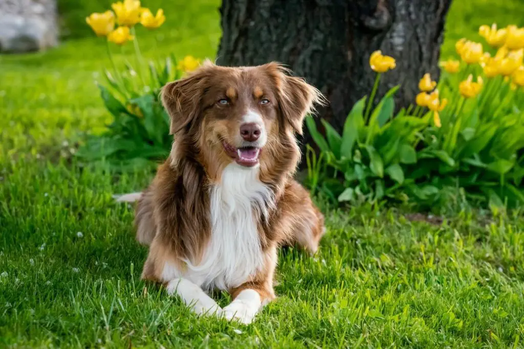 Größe des australischen Schäferhundes