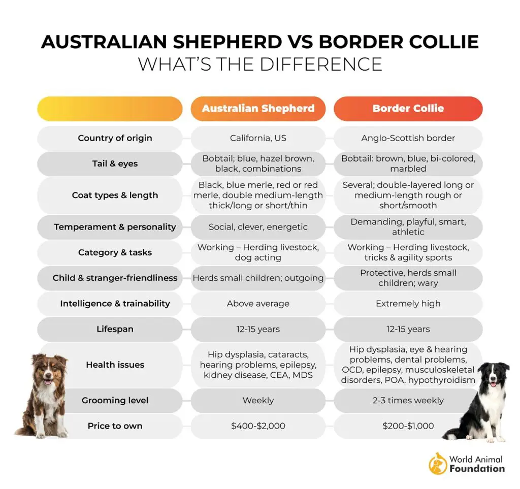 Australischer Schäferhund gegen Border Collie