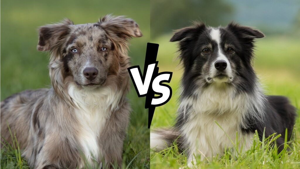 Australian Shepherd vs Border Collie