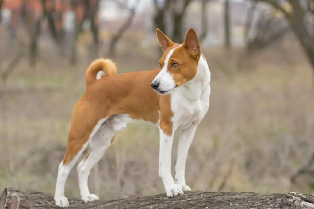 Basenji-Hund