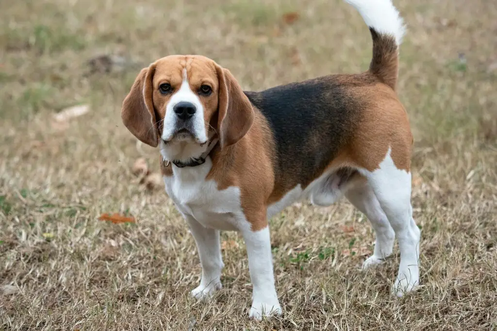 Hund mit großen Schlappohren
