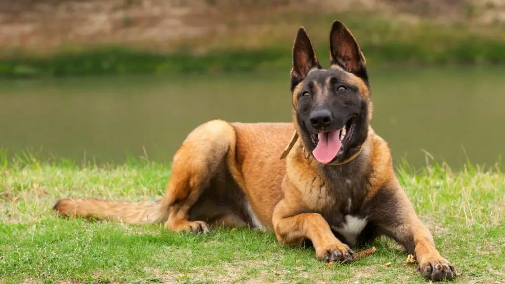 bester Wachhund für Alleinerziehende