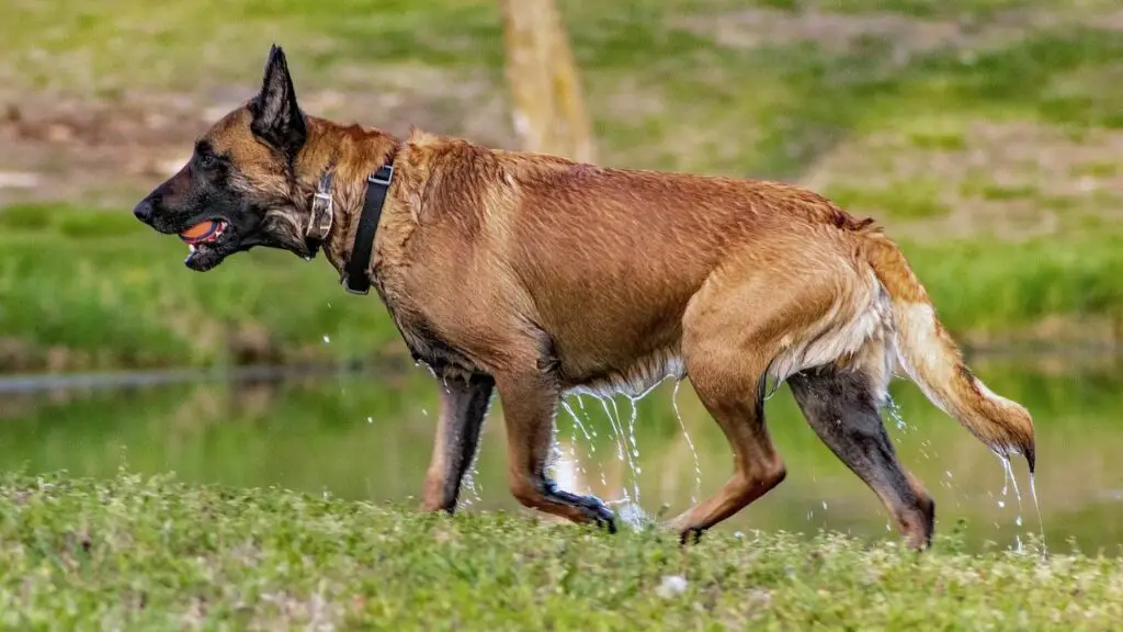 Wachhunde mit dem besten Gespür für Gefahren 