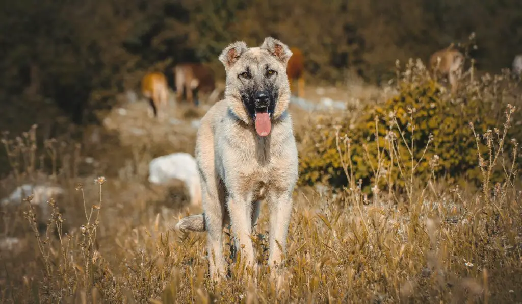 Best Dog To Protect Against Mountain Lions