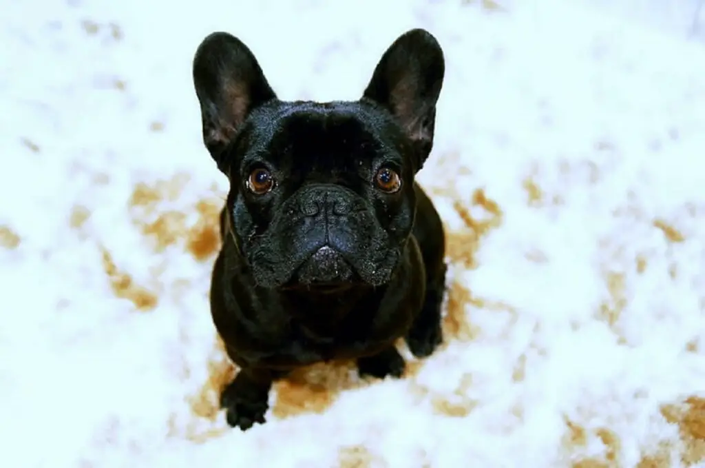 Schwarze französische Bulldogge