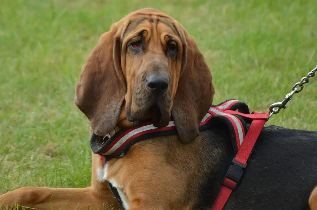 Hund mit langen Schlappohren
