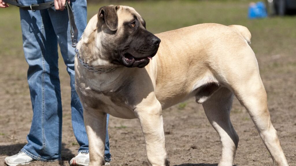 sind Boerboel-schützend