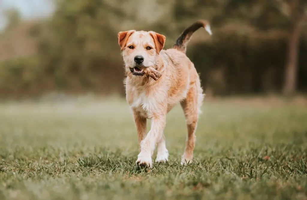 gesündeste kleine Hunde
