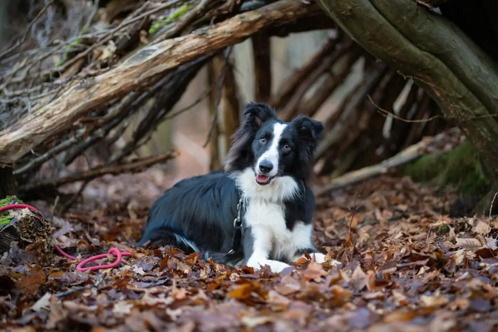 ausgewachsener Border Collie