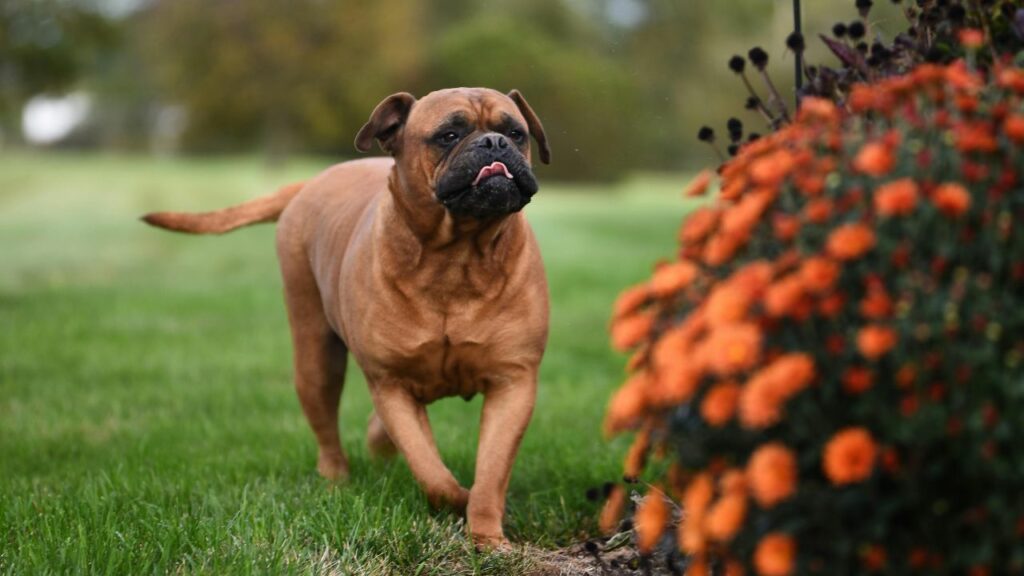 Wachhunde für Singles