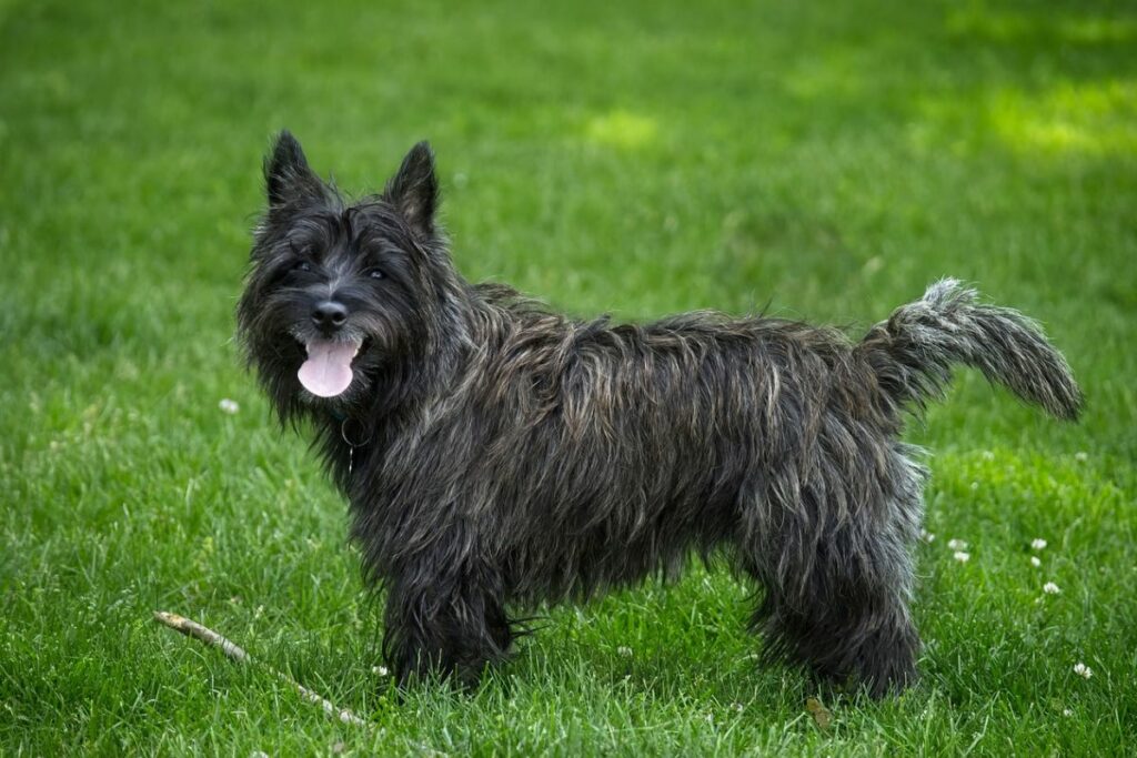 kleine Hunde mit den geringsten gesundheitlichen Problemen
