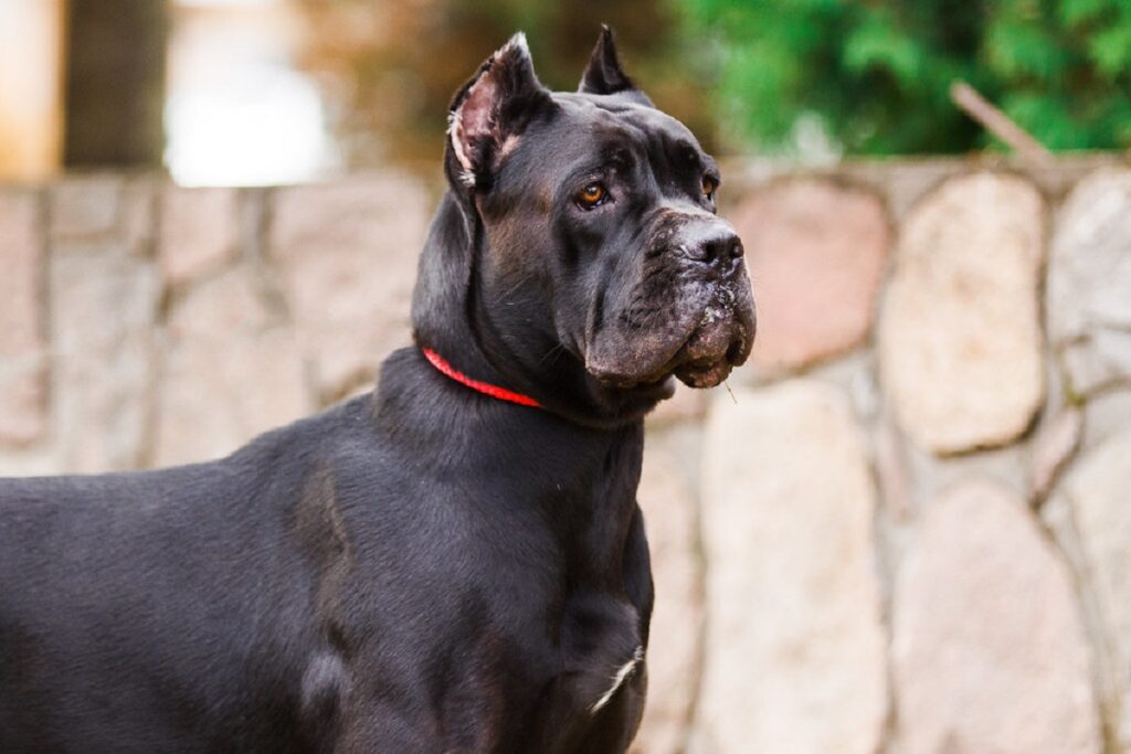 Cane Corso