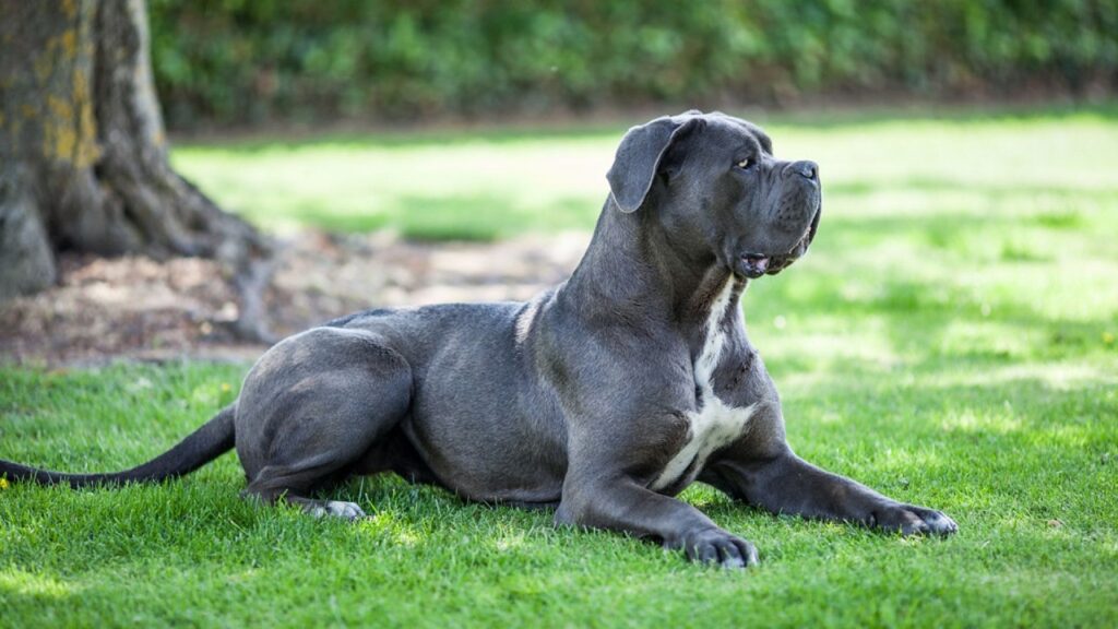 Können Cane Corso-Hunde uns vor Hyänen schützen?