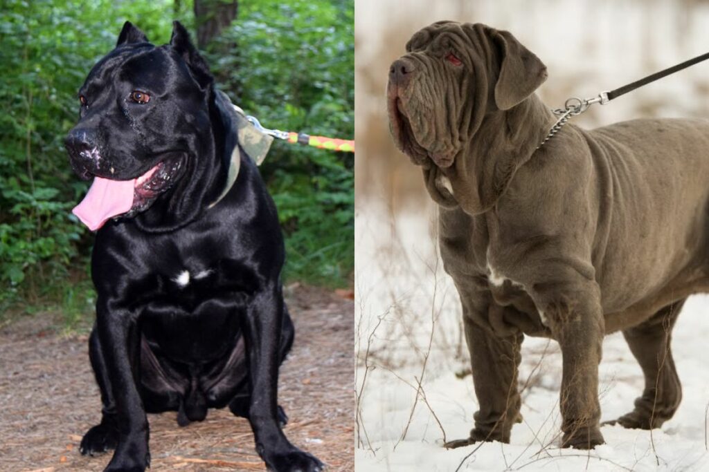 Cane Corso vs. Mastiff