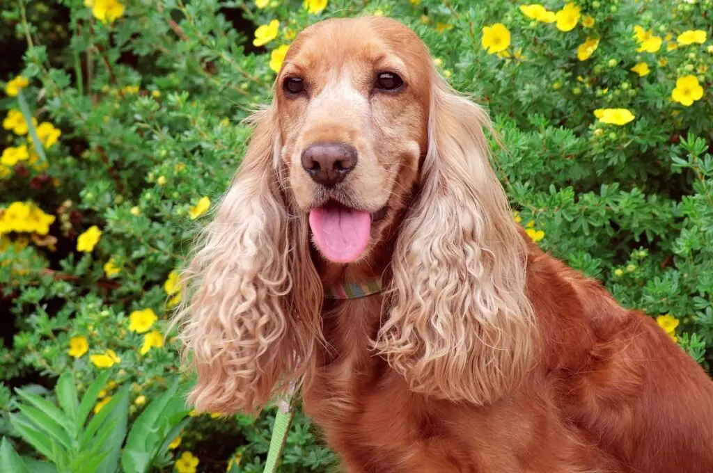 Hund mit Schlappohren
