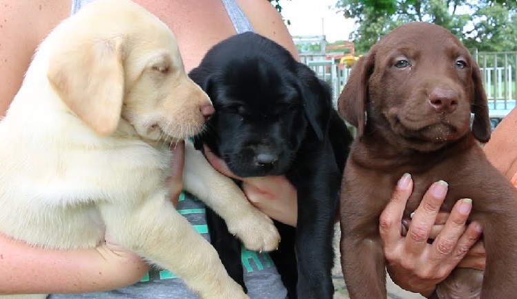 Silberner Labrador Retriever