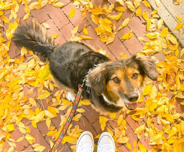 Corgi Australian Shepherd-Mischung