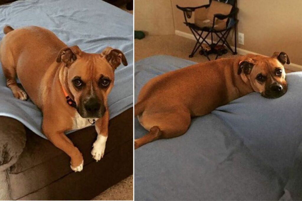 Corgi-Boxer-Mix