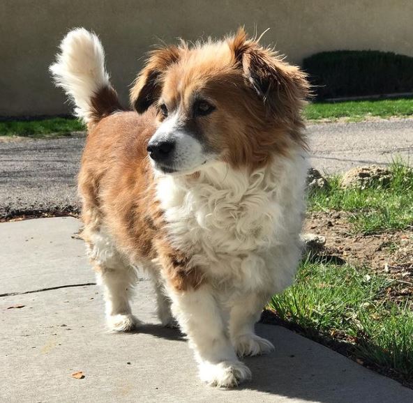 Corgi-Cocker-Spaniel-Mischung