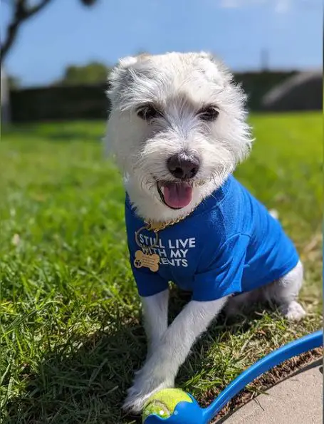 Corgi-Schnauzer-Mischung