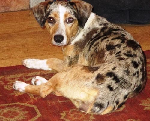 Corgi-Catahoula-Mischung