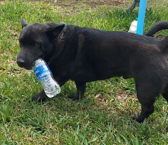 Corgi x Shar-Pei-Mischung