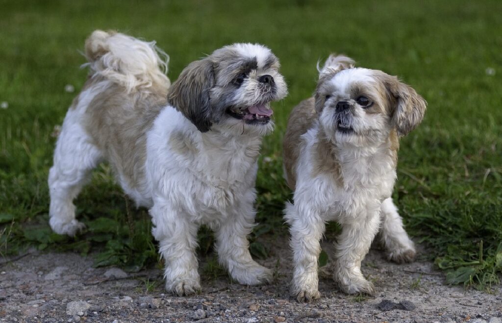 Stand die Shih-Tzu-Linie kurz vor dem Aussterben?