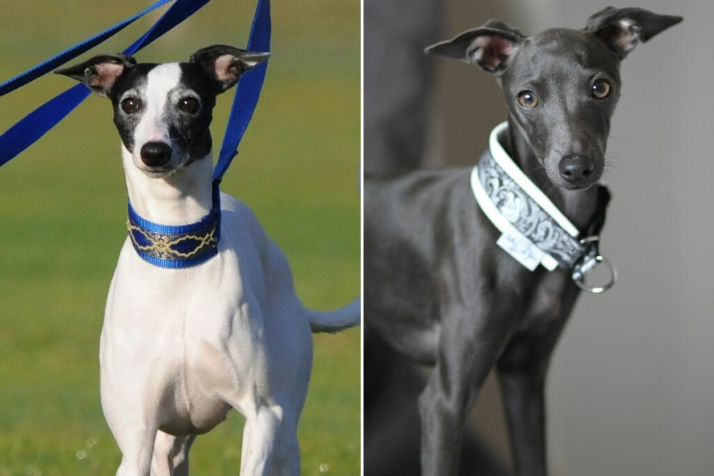 Unterschiede zwischen italienischem Windhund und Whippet