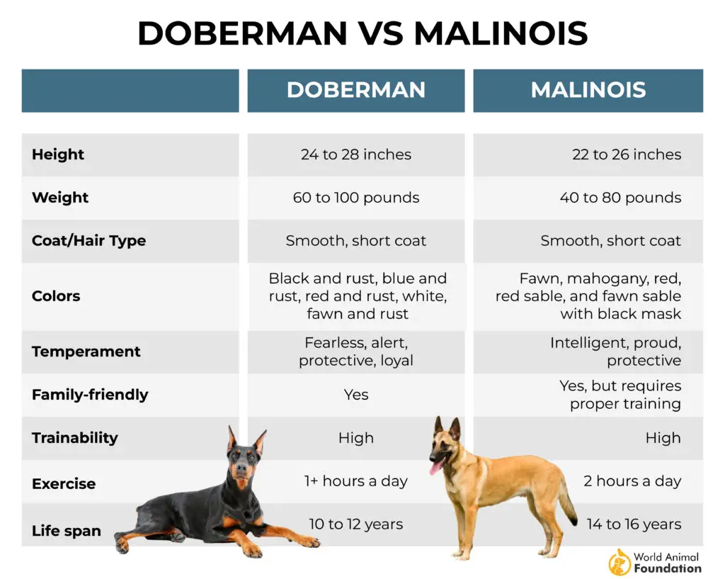 Dobermann gegen Malinois