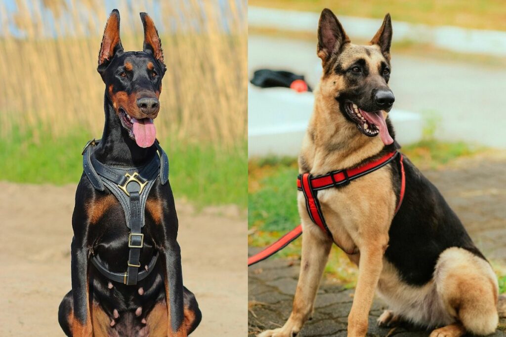 Ähnlichkeiten zwischen Dobermann und Deutschem Schäferhund