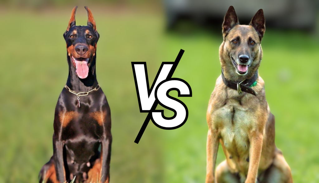 Doberman vs. Malinois