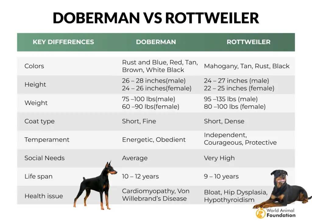 Dobermann gegen Rottweiler