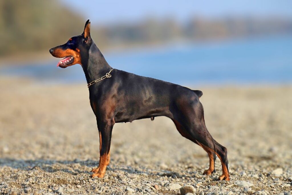 Dobermann-Beutetrieb
