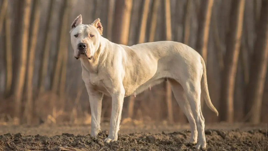 Kann ein Dogo Argentino einen Wolf besiegen?
