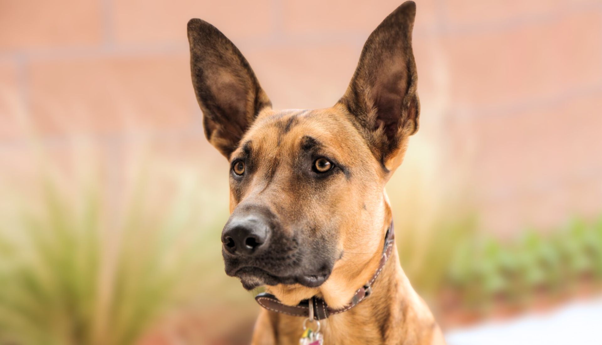 Dogs With Pointy Ears