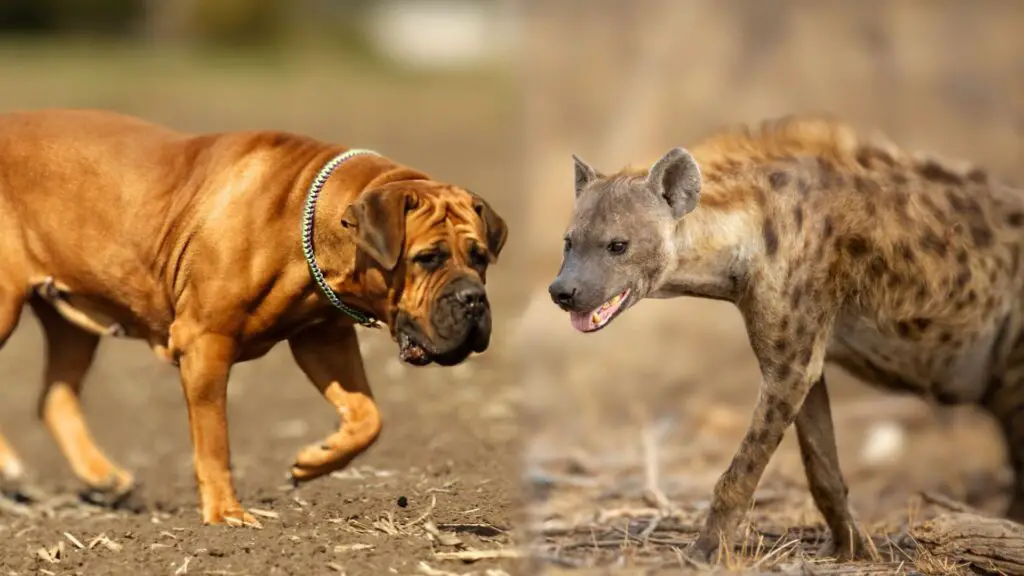 Dogs to Protect against Hyenas