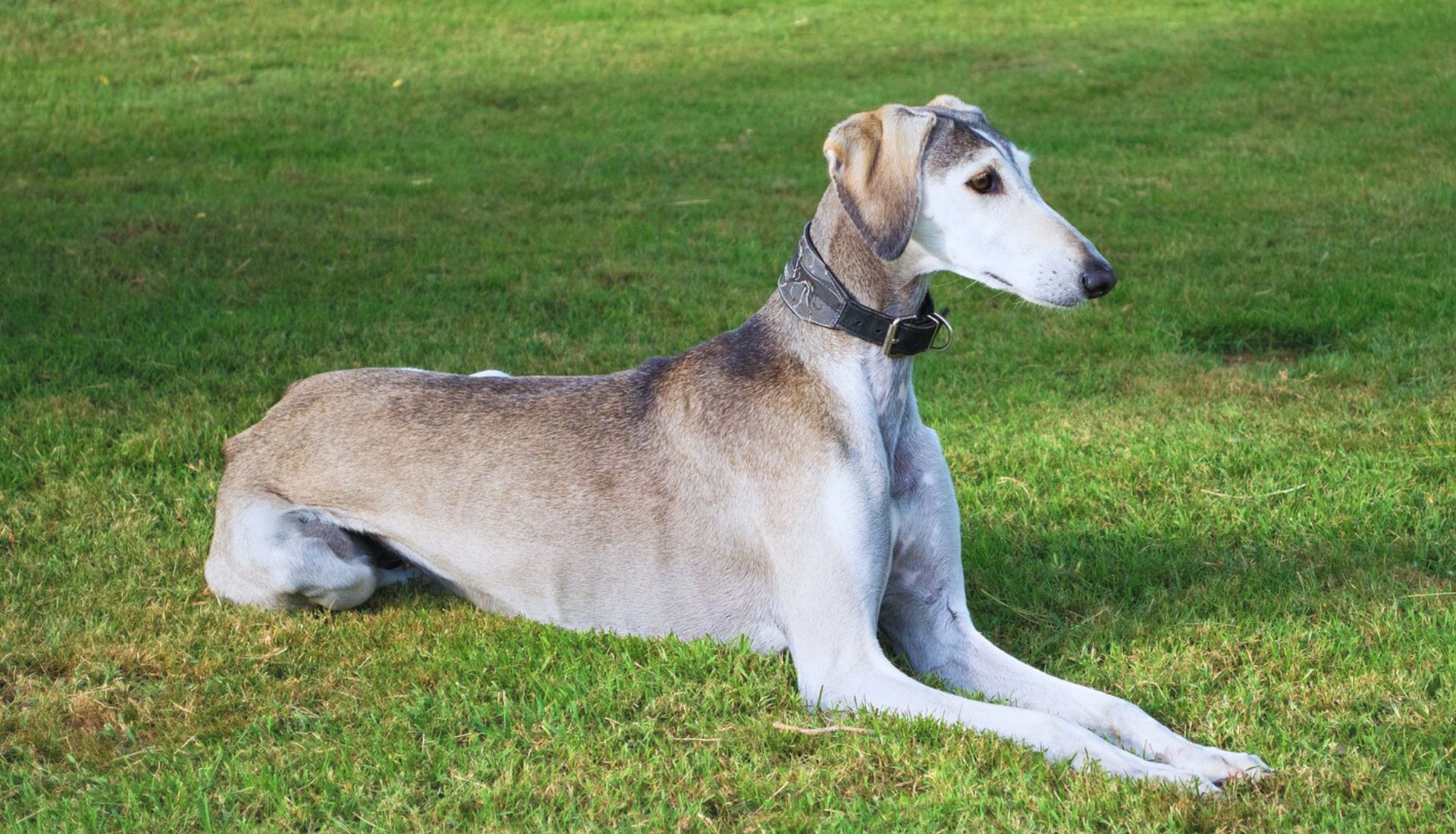 Dogs with Long Snouts