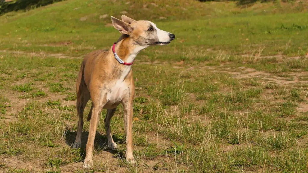 große, dünne Hunde