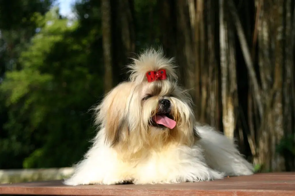 Reinbrot-Shih Tzu
