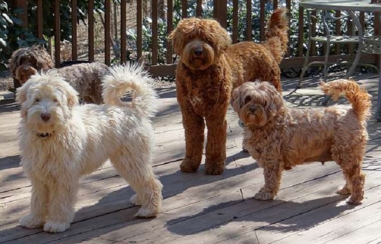 sind hypoallergene Miniatur-Labradoodles
