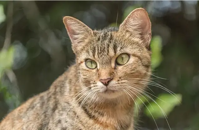 Namen wilder Katzen