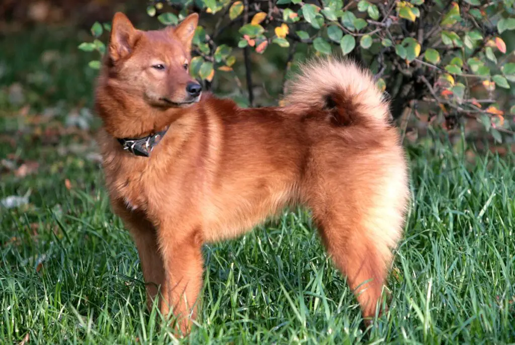 Hund, der wie ein Fuchs aussieht
