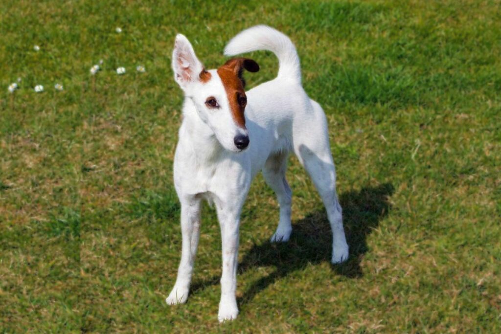 Hunde mit den geringsten gesundheitlichen Problemen
