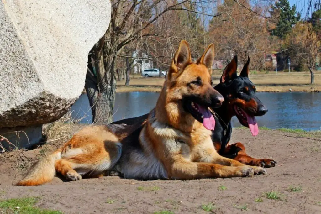 Ausgewachsener Deutscher Schäferhund-Dobermann-Mix