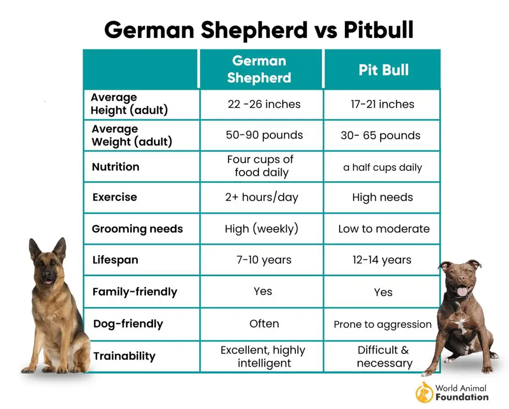 Deutscher Schäferhund vs. Pitbull: Was ist der Unterschied? 