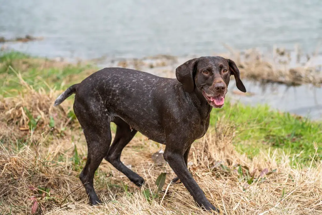 kleine Hunde zum Wandern
